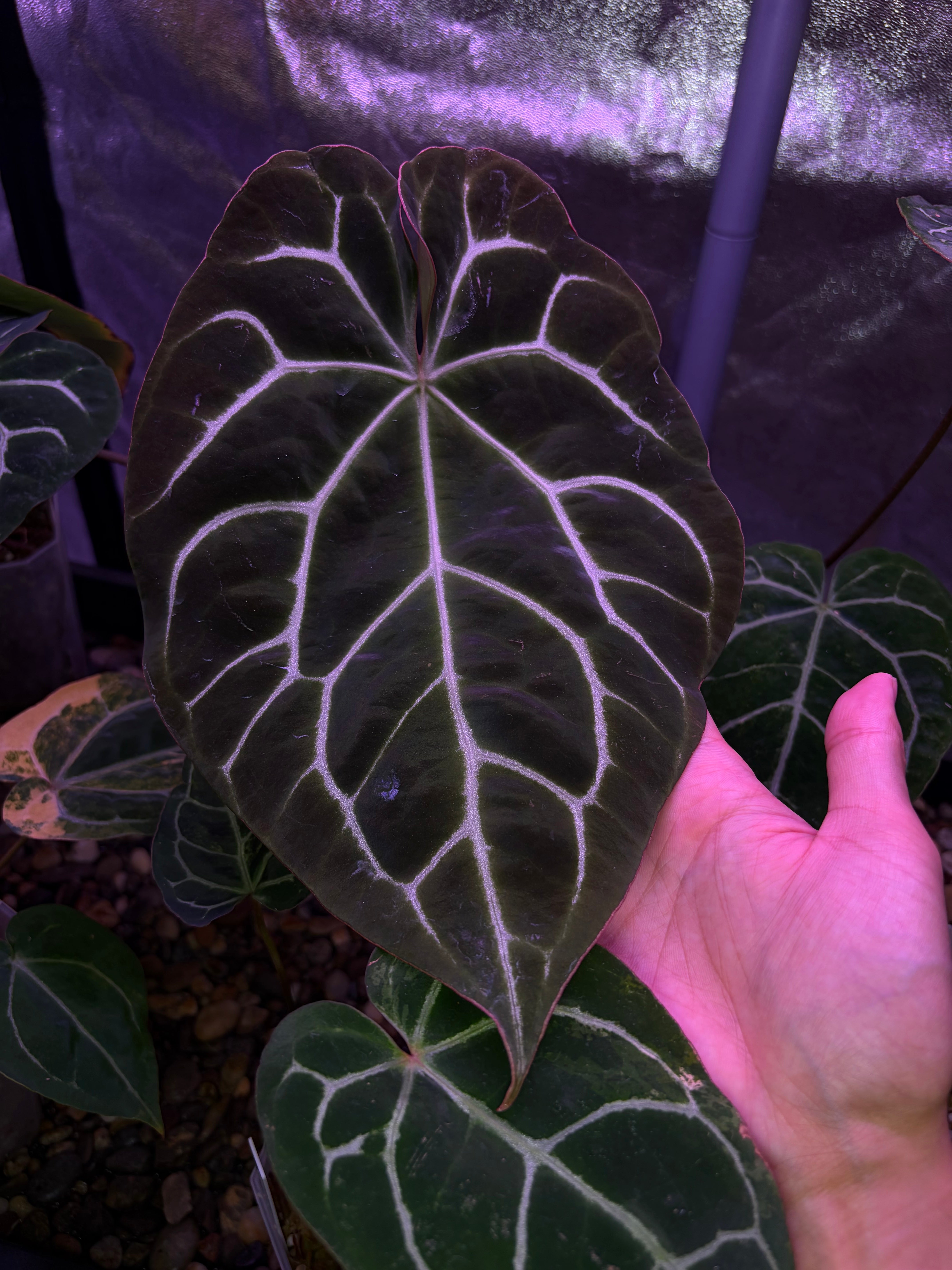 Plants – Secret Foliage
