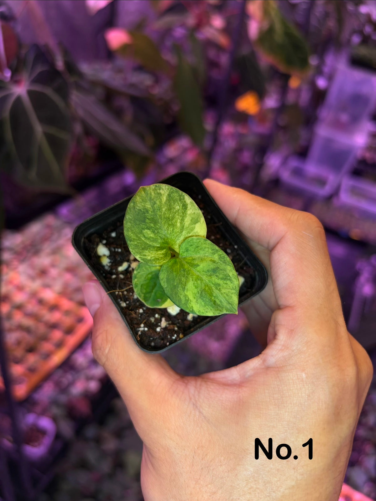 Anthurium Papillilaminum variegata S1