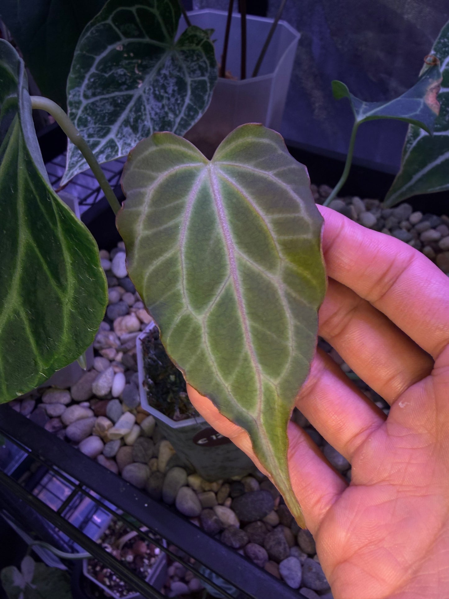 Anthurium clarinervium (mutated) #3