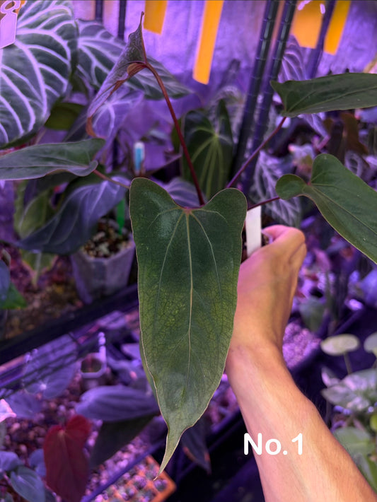 Anthurium ‘Nagini’ - clone
