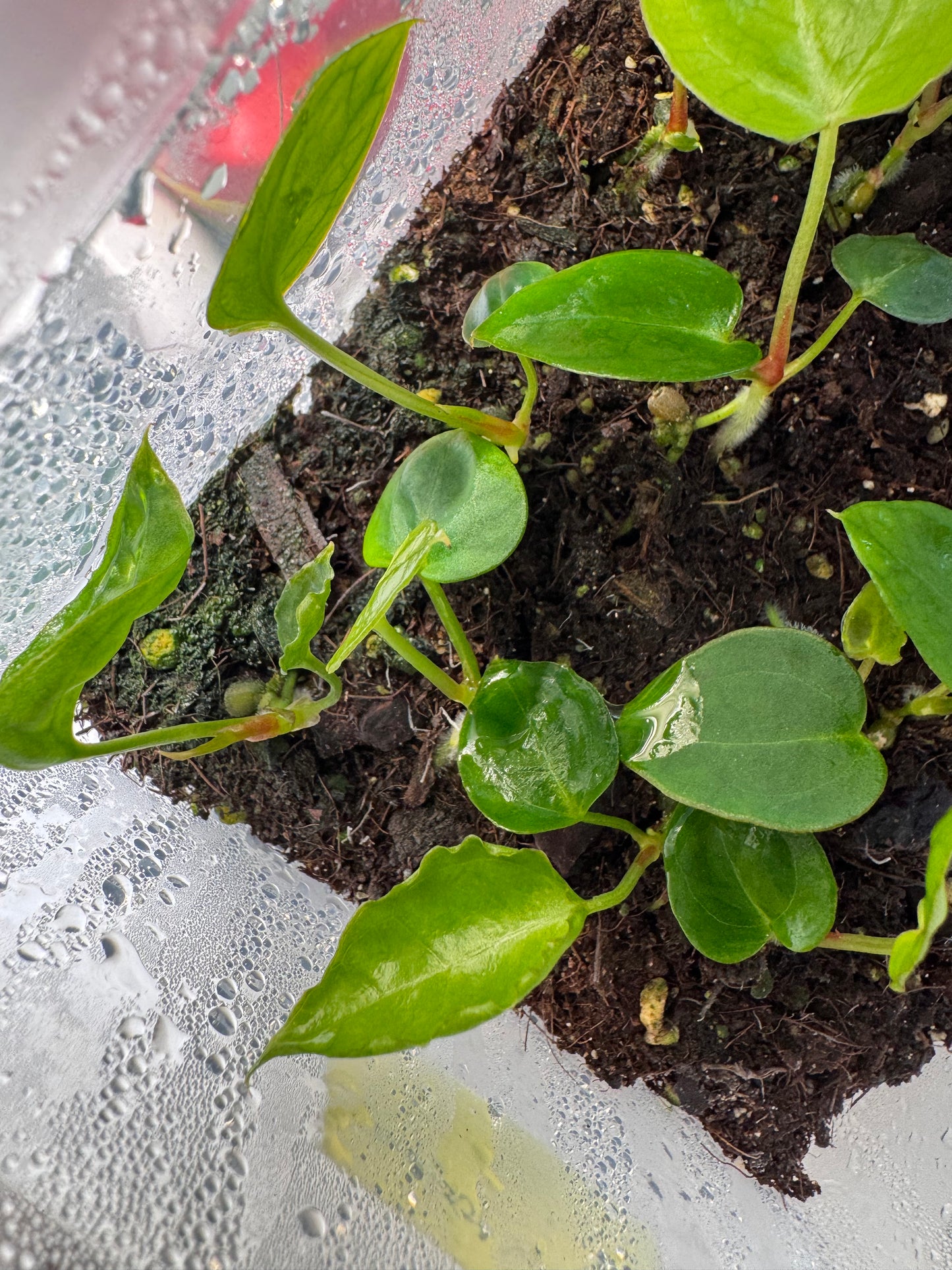 Seedling: 'Big foot' S1 × ‘Silver boogie’