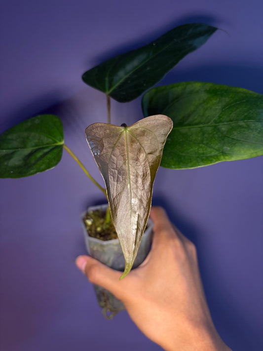 Anthurium portillae ‘NSE’ × ‘Indo portillae’