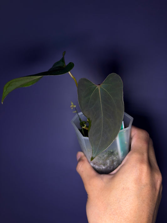 Anthurium papillilaminum ‘Ralph Lynam’ × self (selected #1)