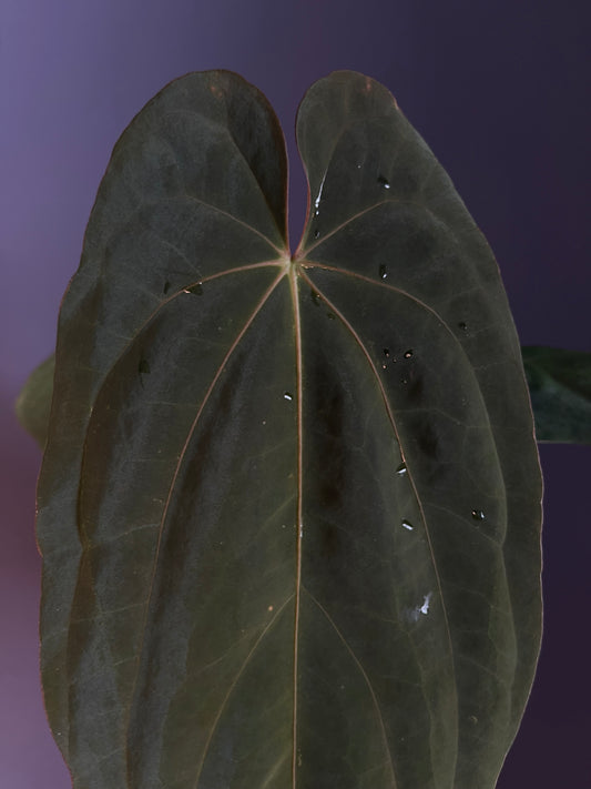 Anthurium (‘Midnight Velvet’ × Papillilaminum) × Antolakii (Tezula)