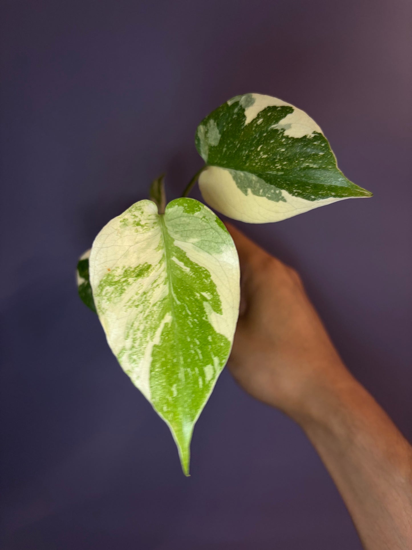 Monstera crème brûlée variegata