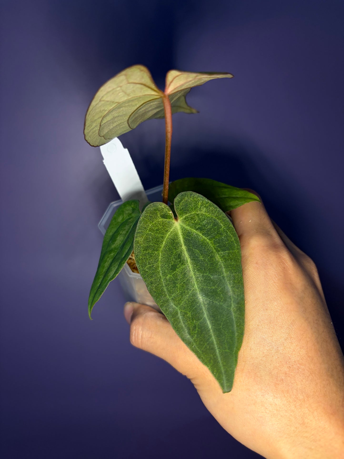 Anthurium (‘Zara’ × ‘Michelle’) × ‘Red Vein Dark Phoenix (RVDP)’ mint variegata