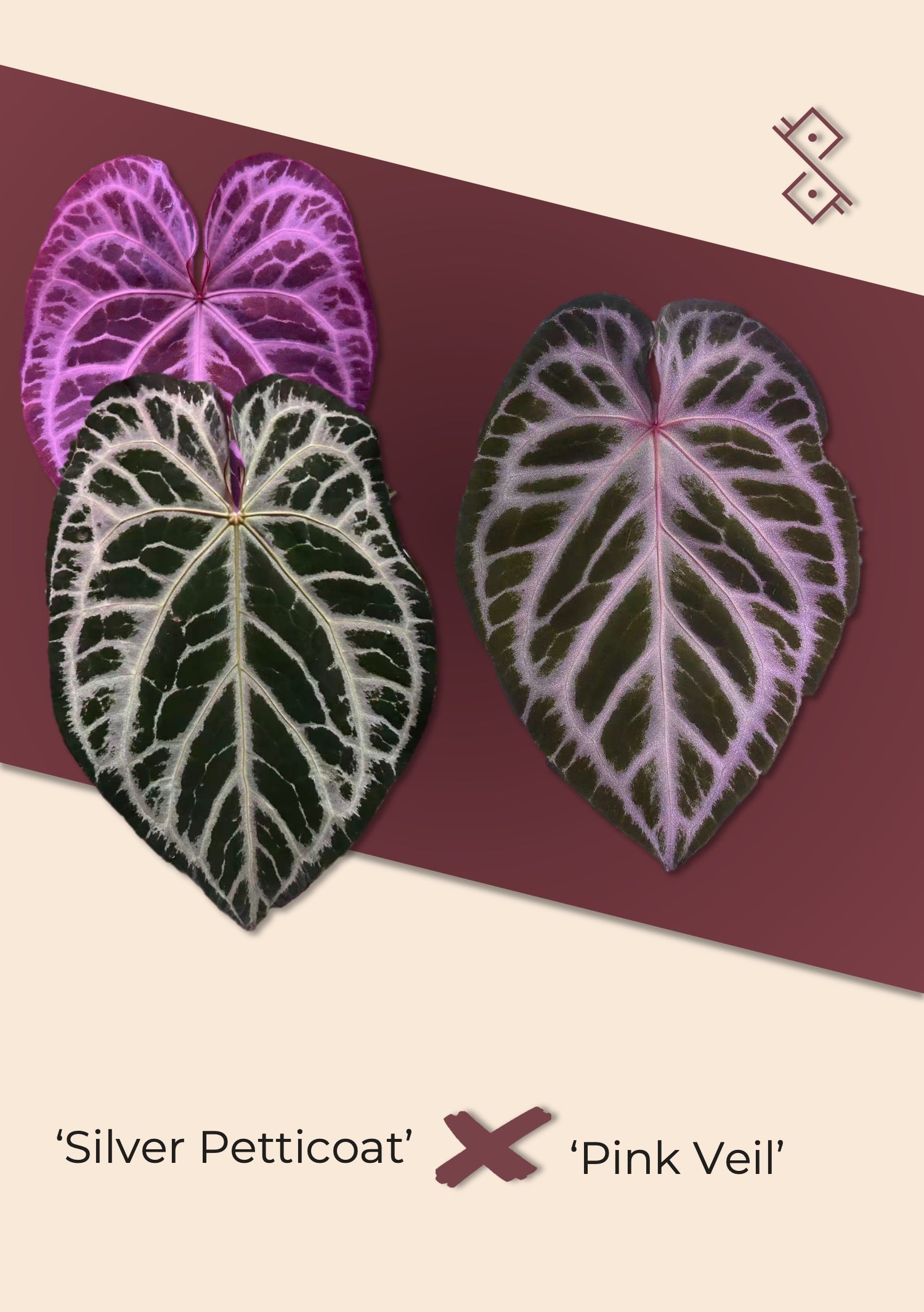 Seedling: 'Silver Petticoat' × 'Pink Veil' – Secret Foliage