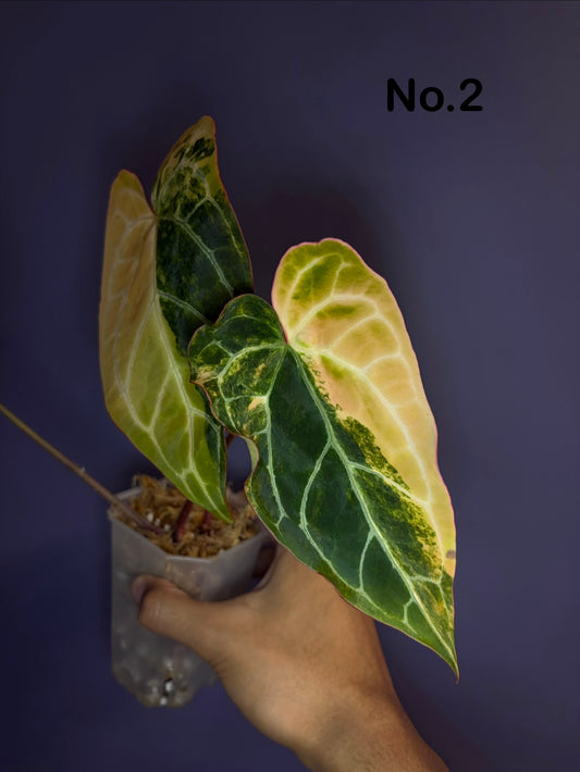 Anthurium crystallinum variegata - clone