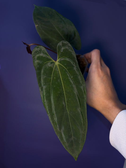 Anthurium Papillilaminum 'Fort Sherman' - clone