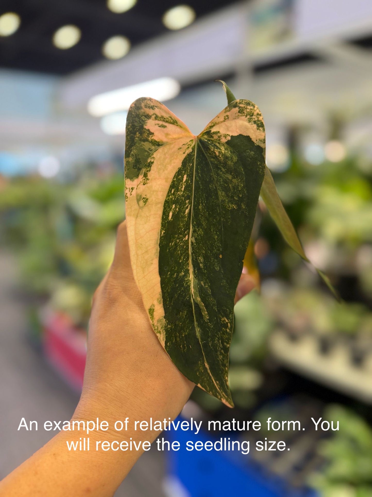 Anthurium ‘Rusty Long’ × papillilaminum ‘Ralph Lynam’