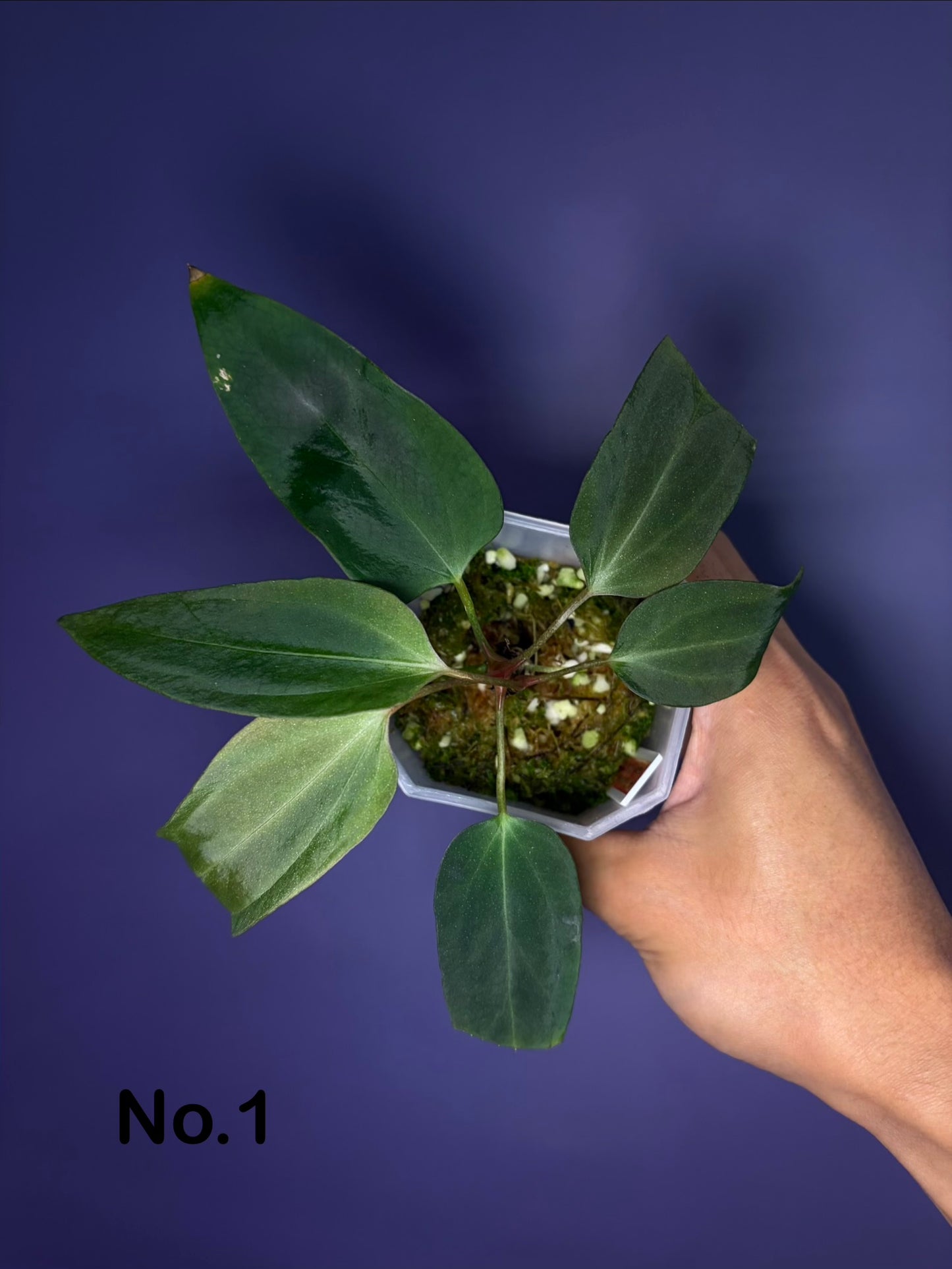 Anthurium portillae ‘Dorito’ S1
