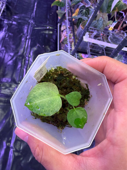 Anthurium papillilaminum variegata × RVDP