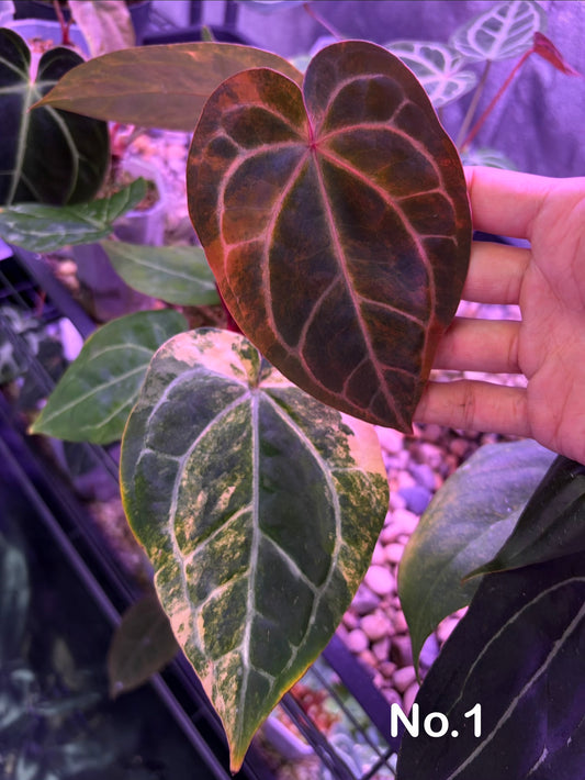 Anthurium forgetii ‘Australia’ var. × (‘Zara × Michelle’)