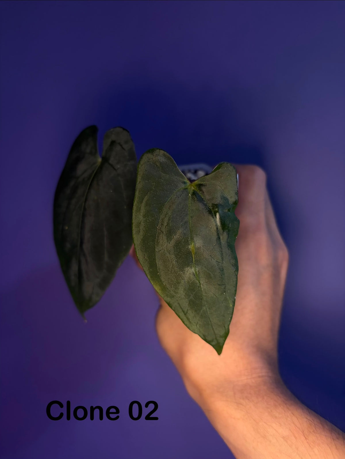 Anthurium papillilaminum ‘Daniel’ - OG clone