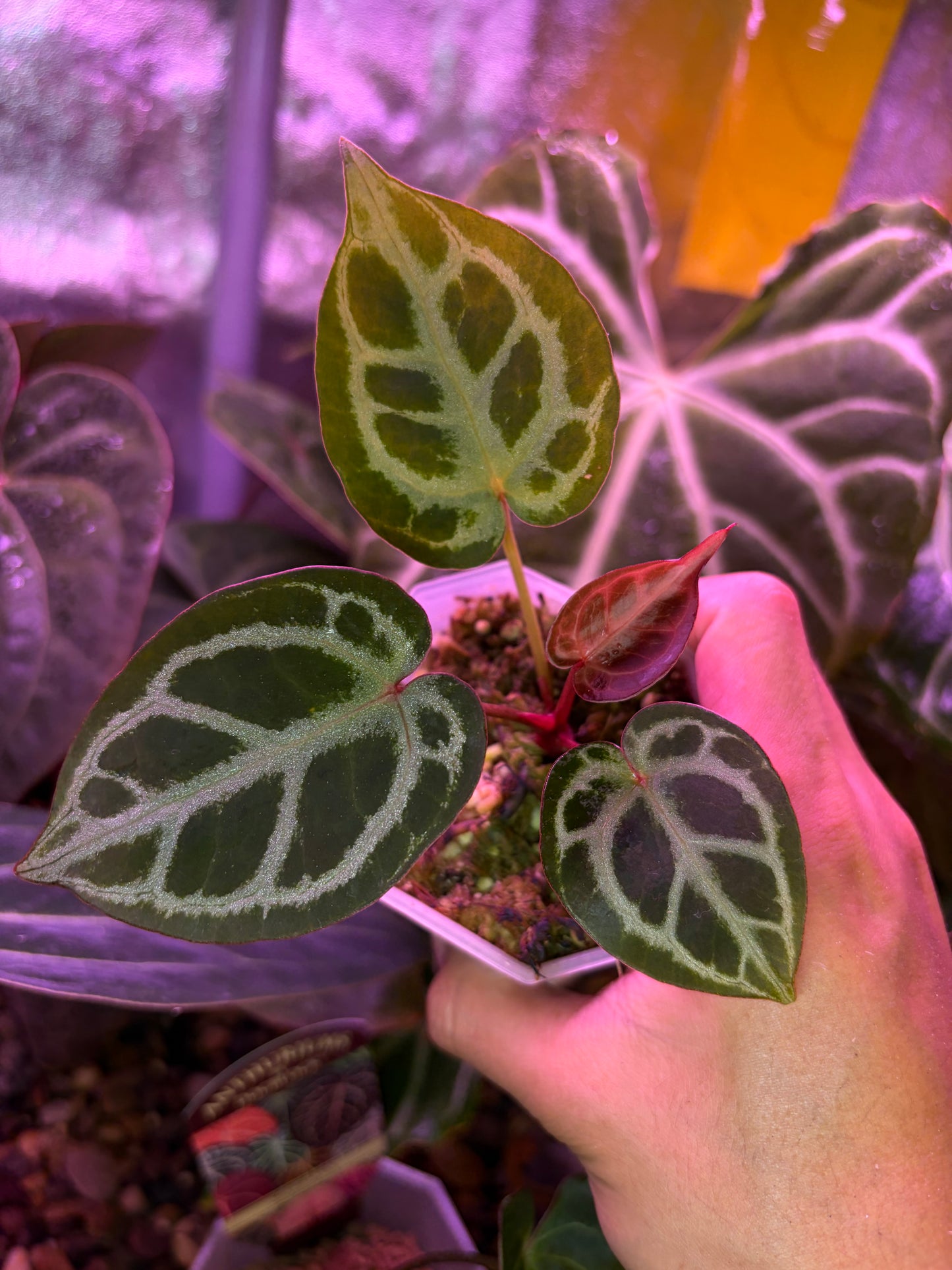 Anthurium ‘Red Tiger’