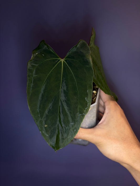 Anthurium papillilaminum ‘Ralph Lynam’ OG Clone