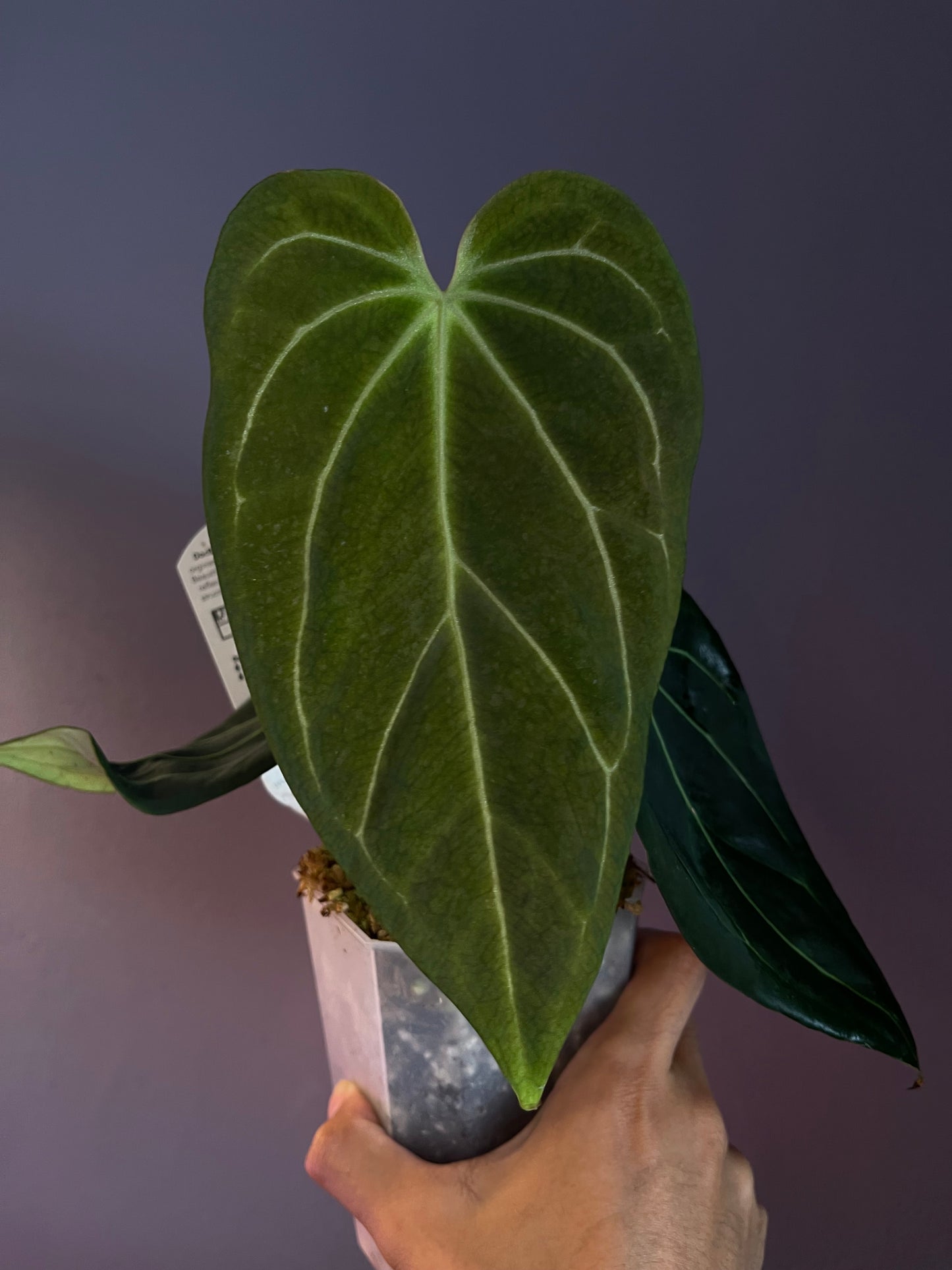 Docblock Anthurium ‘black widow’ ‘13’ × ‘43’ #1