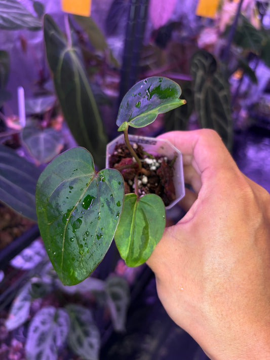 Anthurium Red Spider × self variegata