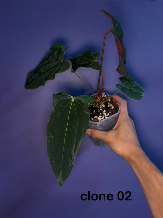 Anthurium Papillilaminum 'Ralph Lynam' × 'Fort Sherman' (RL × FS) (from Dwane)