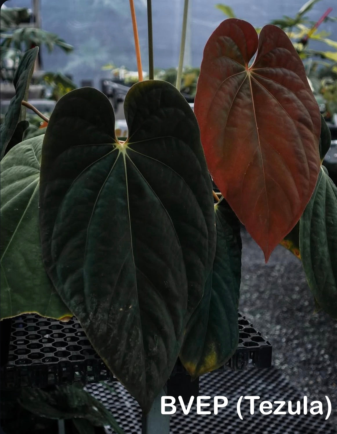 Anthurium ‘Midnight Velvet’ × antolakii ‘Tezula’