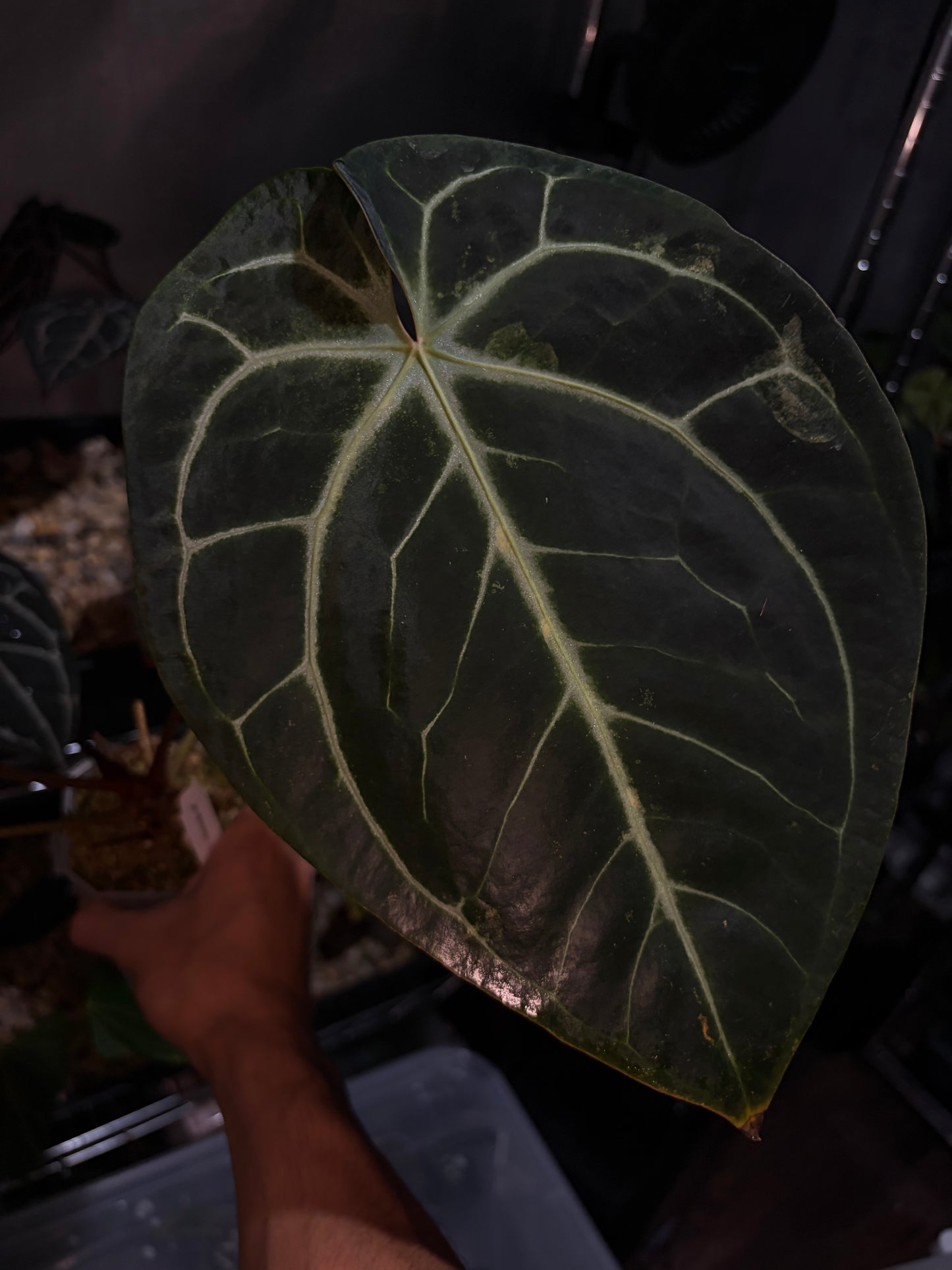 Anthurium ‘Red Crystallinum’ (SKG) × besseae aff.