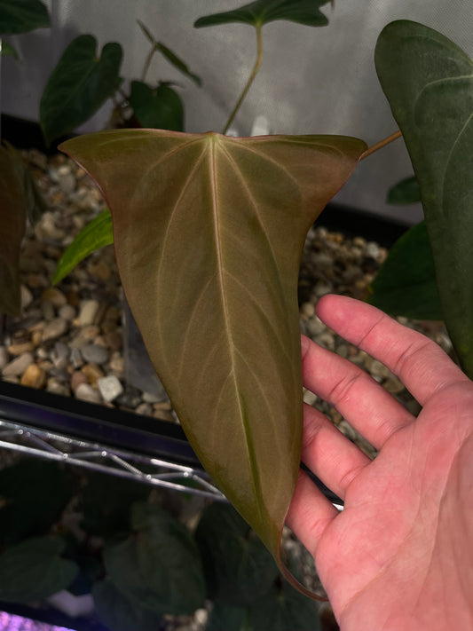 Anthurium ‘Black war’ (‘Black Sweet’ × Warocqueanum)