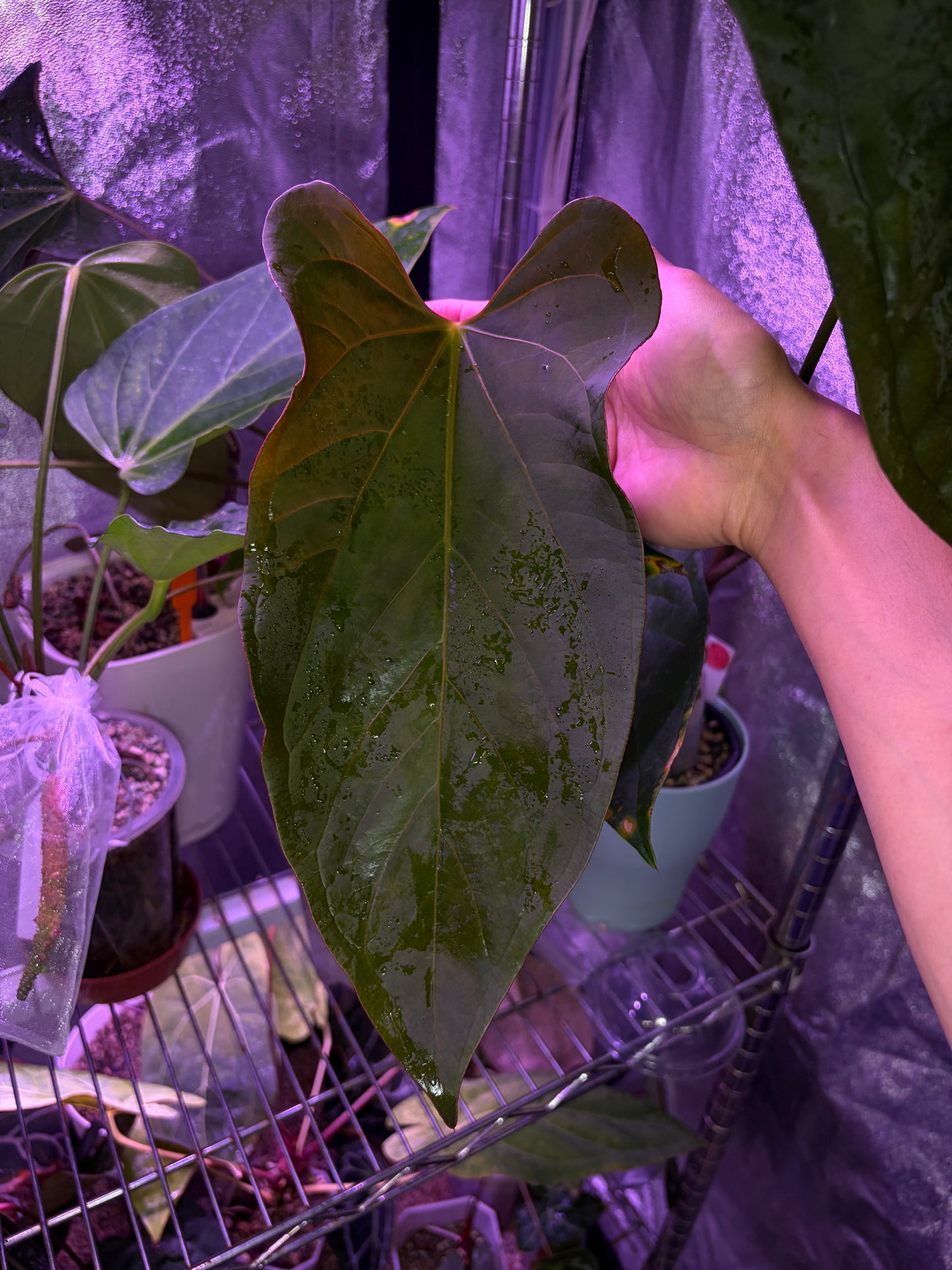 Anthurium Rioclaroense wild hybrid × Pap (RL × FS)