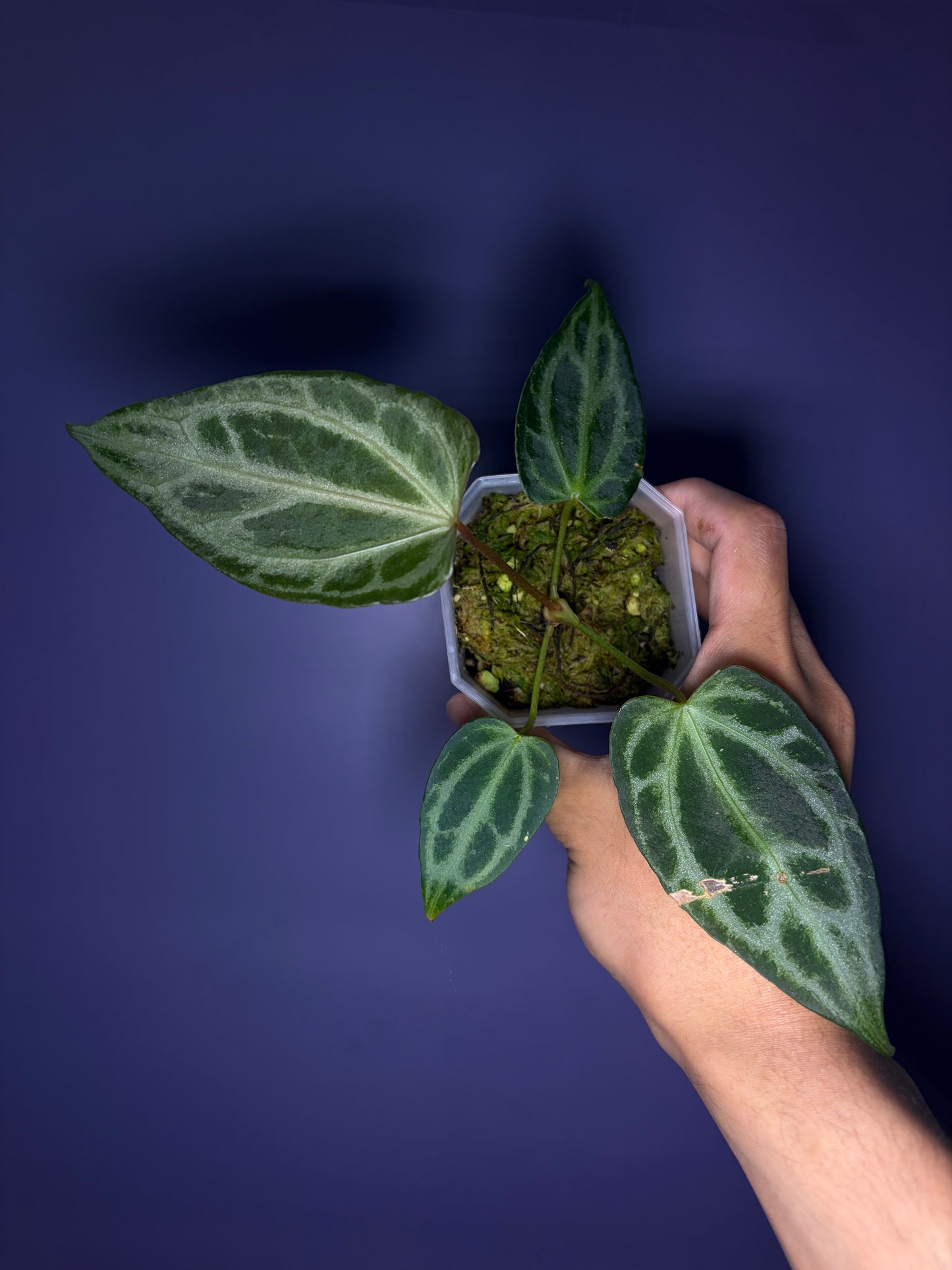 Anthurium Crystallinum ‘FTG’ × self - selected