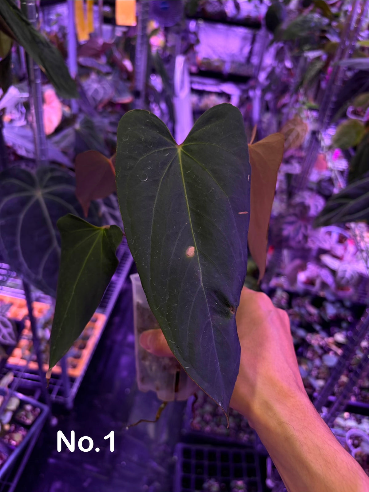 Anthurium Blue Papillilaminum × Indo Portillae (selected #2)