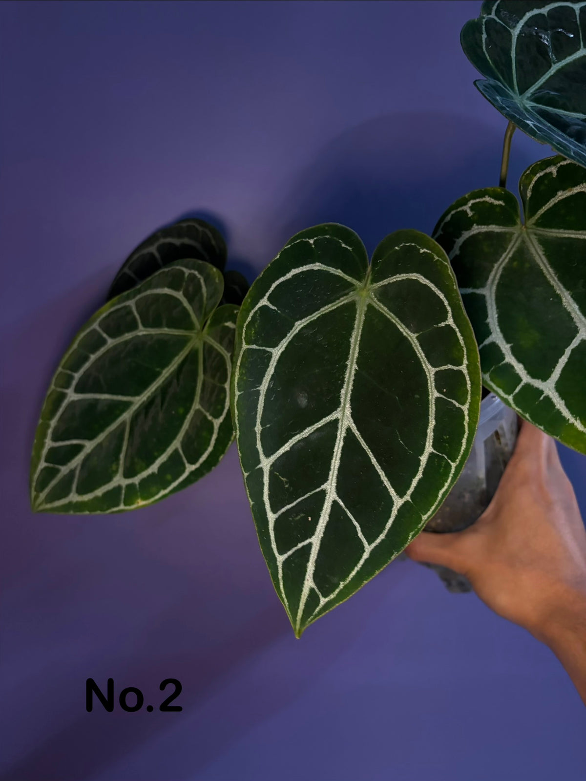 Anthurium crystallinum - selected