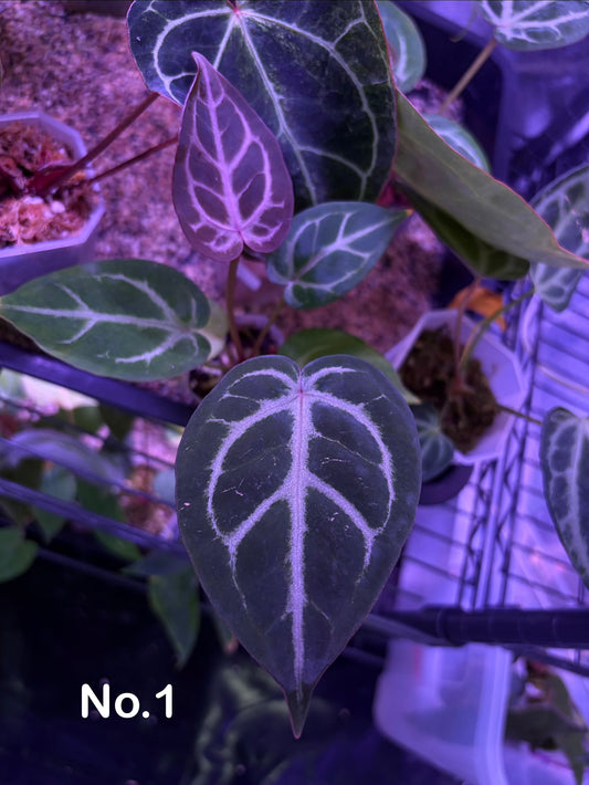 Anthurium ‘Silver butterfly’ × Red crystallinum