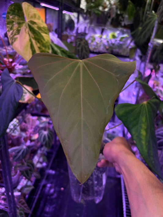 Anthurium ‘Black Sweet’ SF1 - mother plant