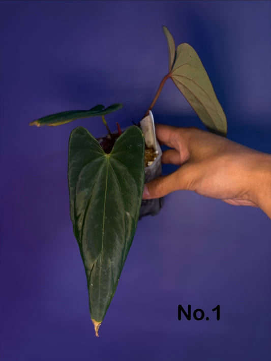 Anthurium (‘Papi Ree Gardens’ × ‘Eastern Dressleri’) × papillilaminum (FS×RL) (JV)