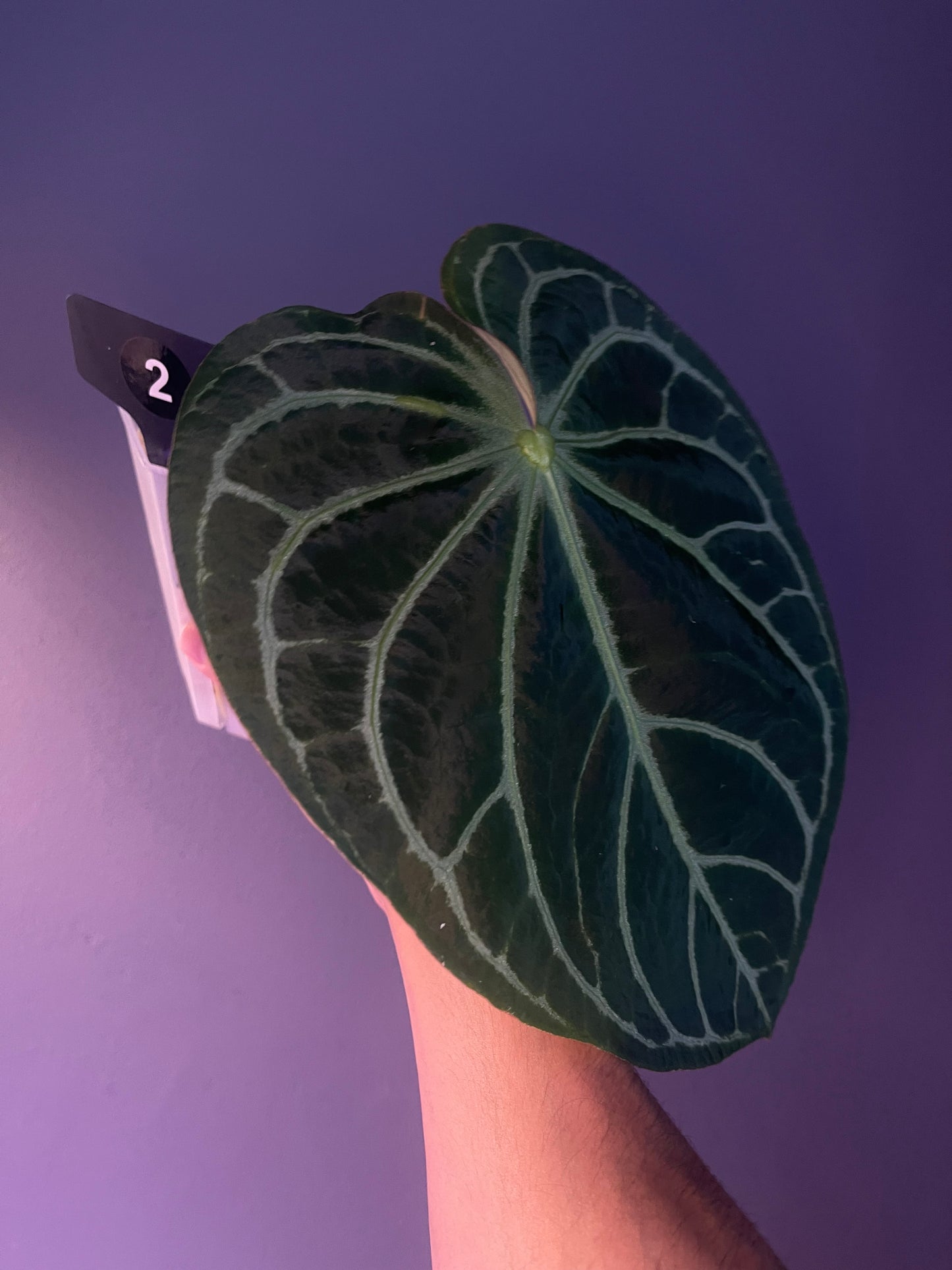 Anthurium ‘White Widow/Jackie’