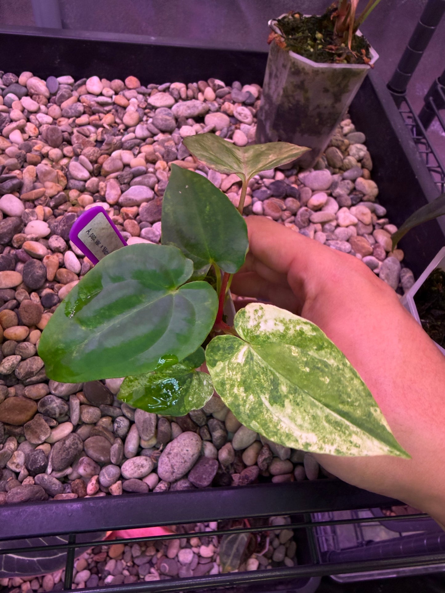 Anthurium papillilaminum var. × ‘Midnight velvet ’