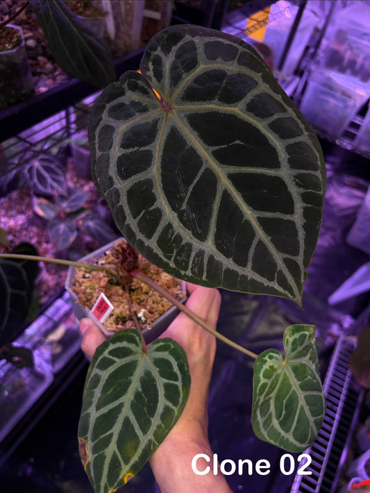 DocBlock Crystallinum® '8' x Red Crystal® '12