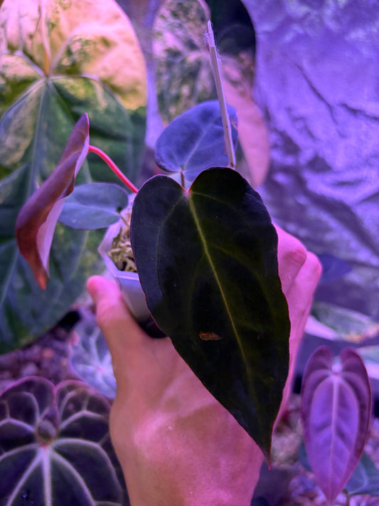 Carlablackiae TS3 x (Black widow x Red velvet cake)