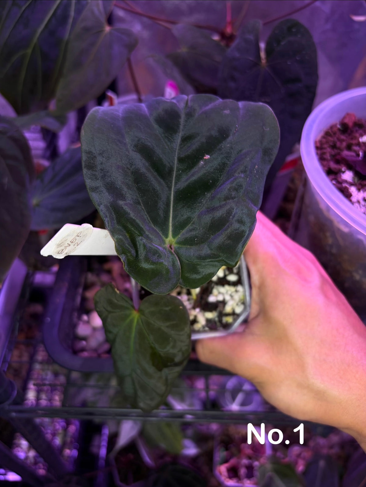 Anthurium BVEP (OG1 × RA1)