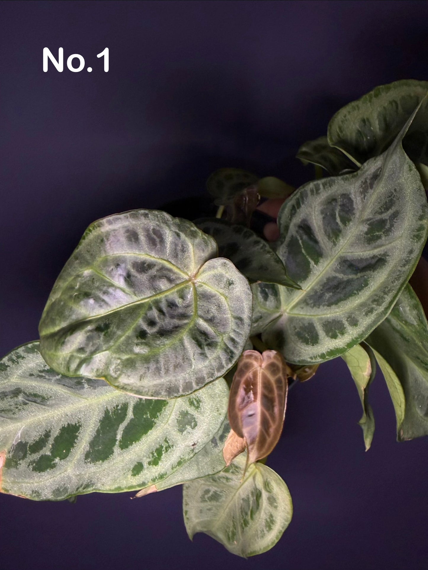 Anthurium super silver hybrid