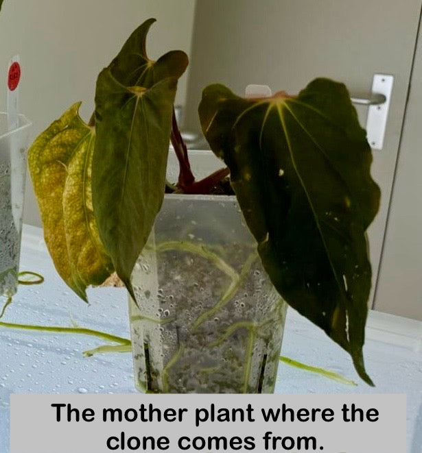 Anthurium papillilaminum ‘Ralph Lynam’ × self