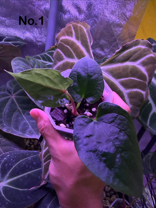 Anthurium ‘Red Vein Dark Phoenix’ × kunayalense