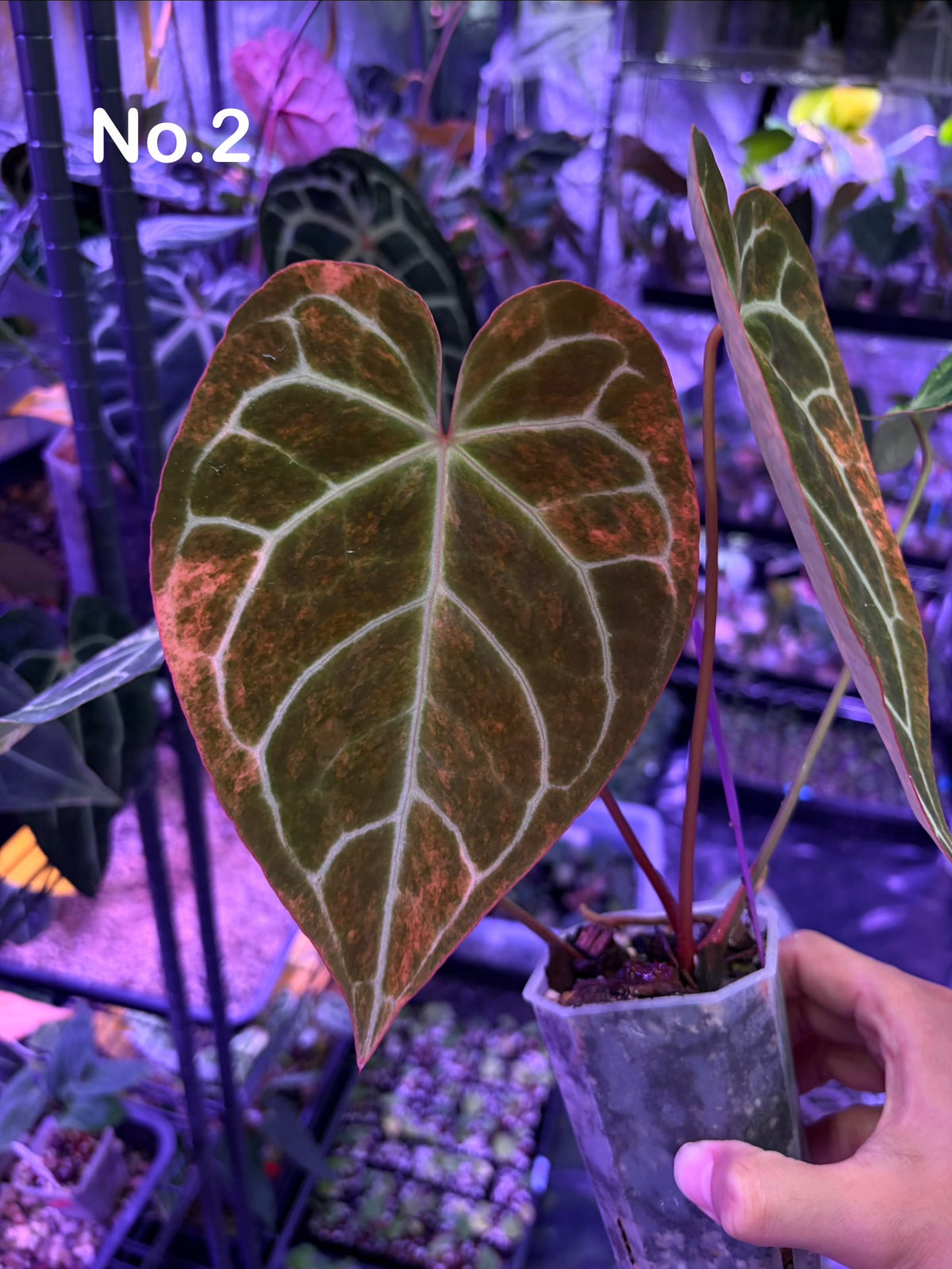 Anthurium crystallinum hybrid variegata