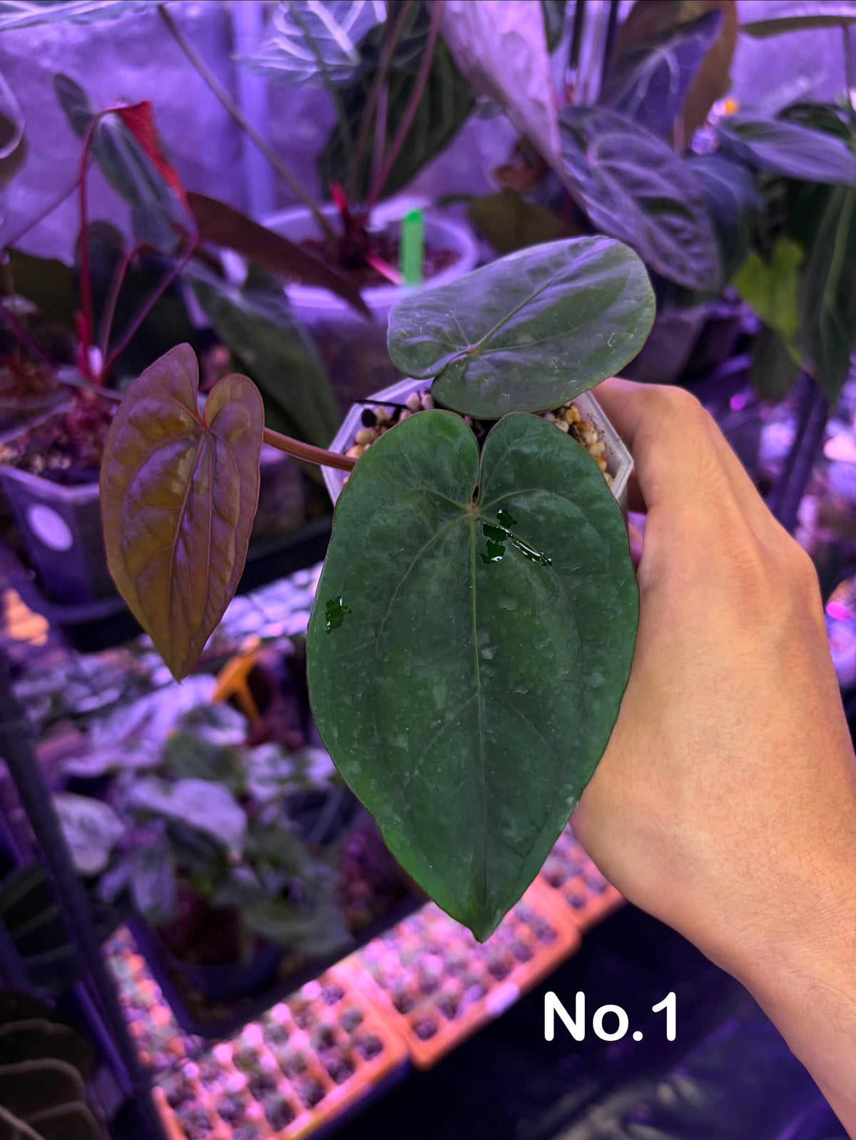 Anthurium dressleri RG × ‘Panamama 3.0’