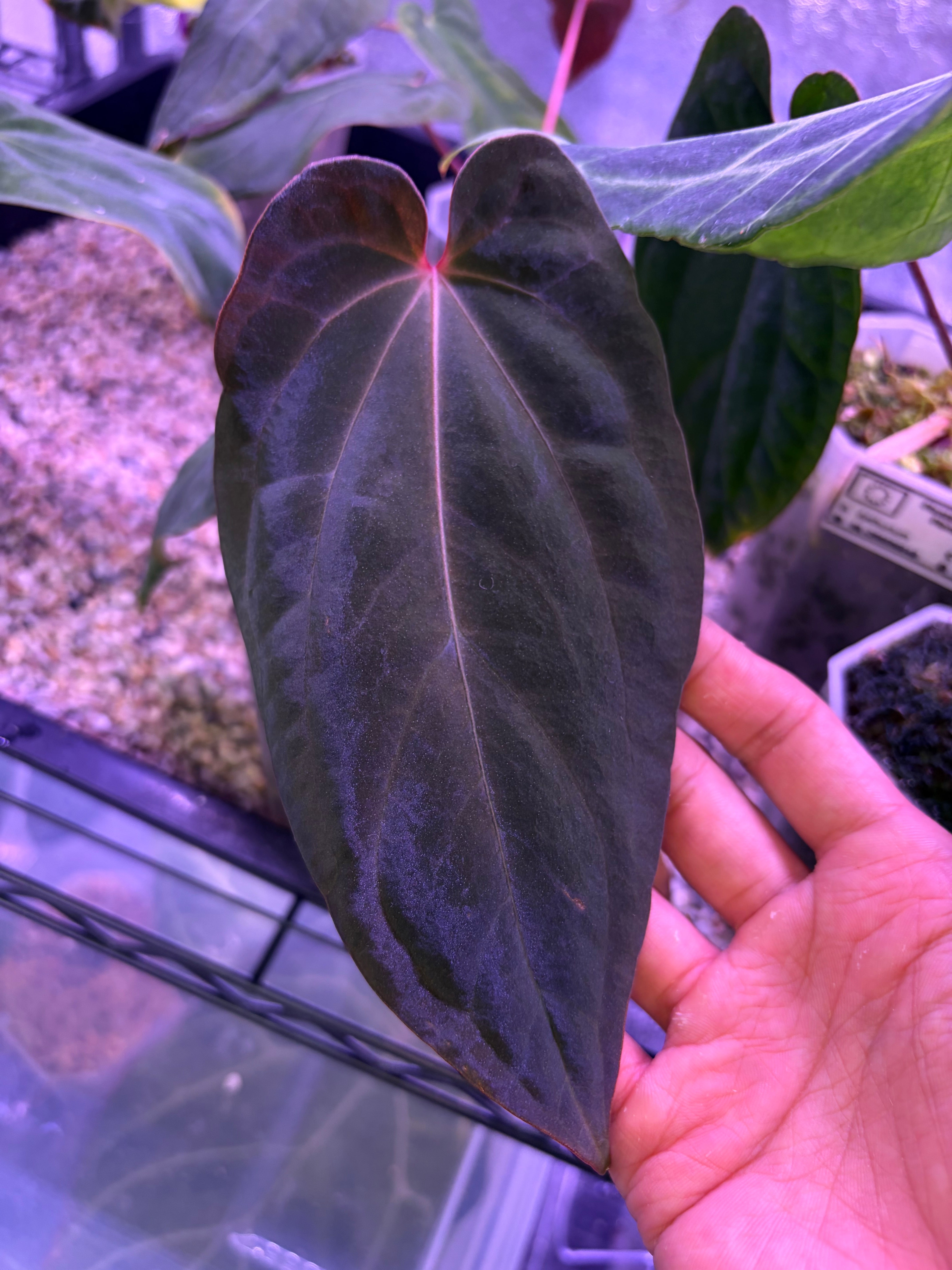Anthurium antolakii/BVEP ('Tezula' × 'Scott') – Secret Foliage