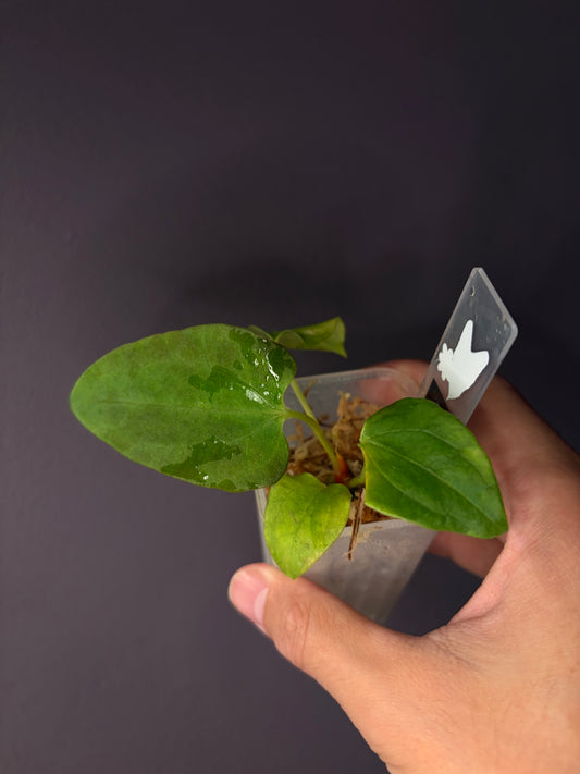 Anthurium Papi ‘Ree Gardens’ × (FS × RL)