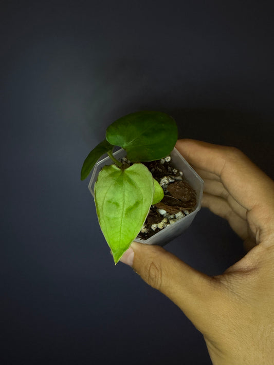 Anthurium Papillilaminum (RL × FS) ‘Flat’ × (RA2 × RA8)