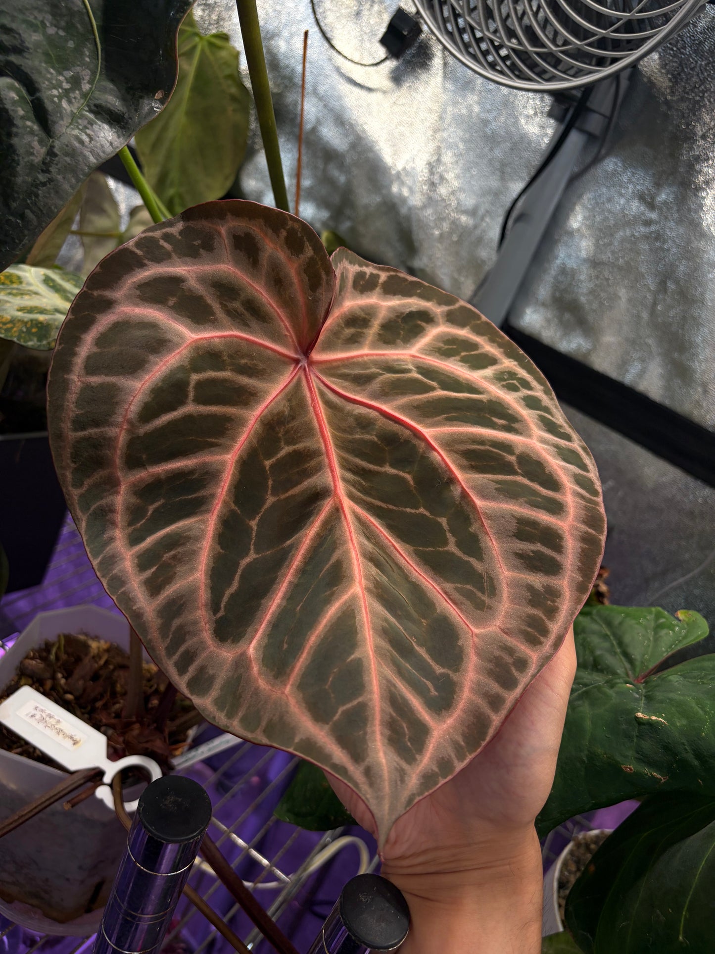 Anthurium Angela 35 × 35