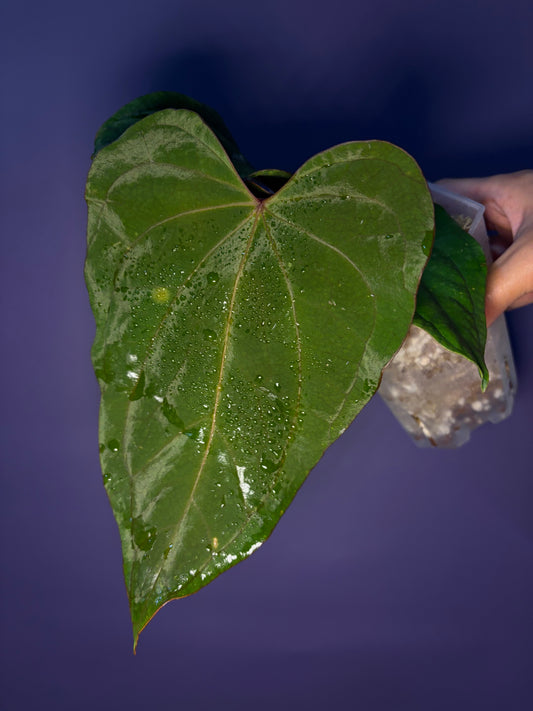Anthurium kunayalense × ‘Red Vein Dark Phoenix’ - selected