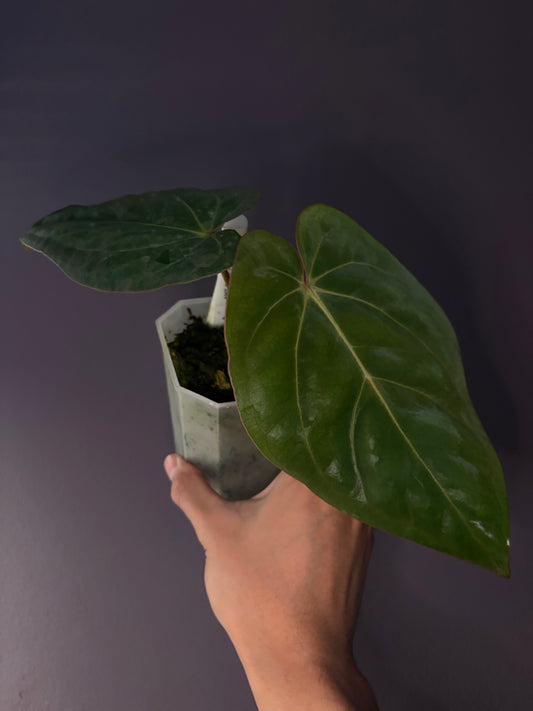 Anthurium Eastern Dressleri × Carlablackiae