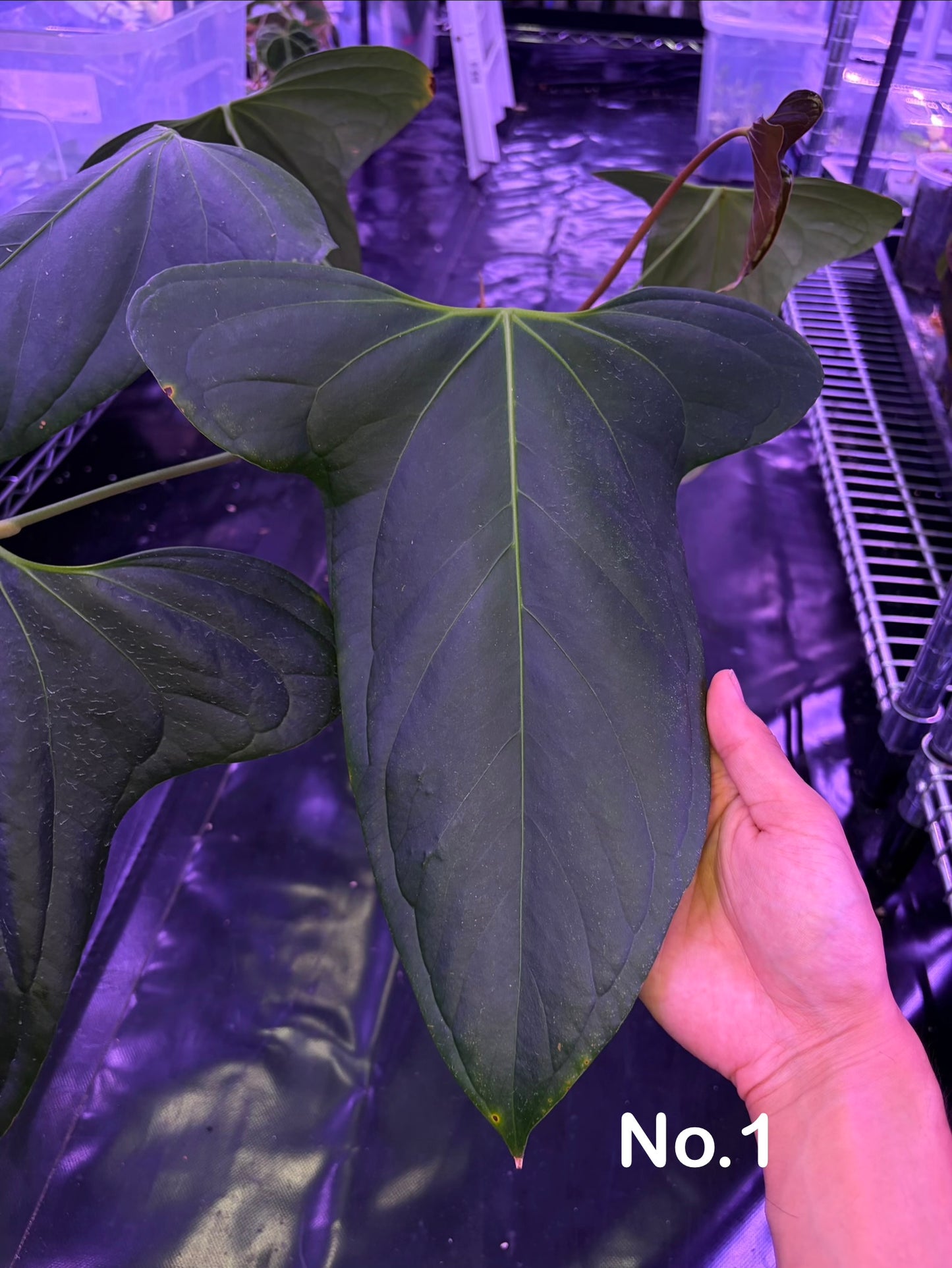 Anthurium ‘Black Sweet’ - mother plant